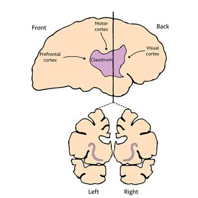 Figure 1: Claustrum Location Figure 1: Claustrum Location